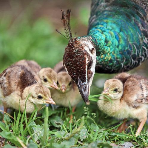 Живые сеянцы синих павлинов, белые павлины, цветные павлины, пара самца и самки, декоративная птица, павлиньи утята, сеянцы
