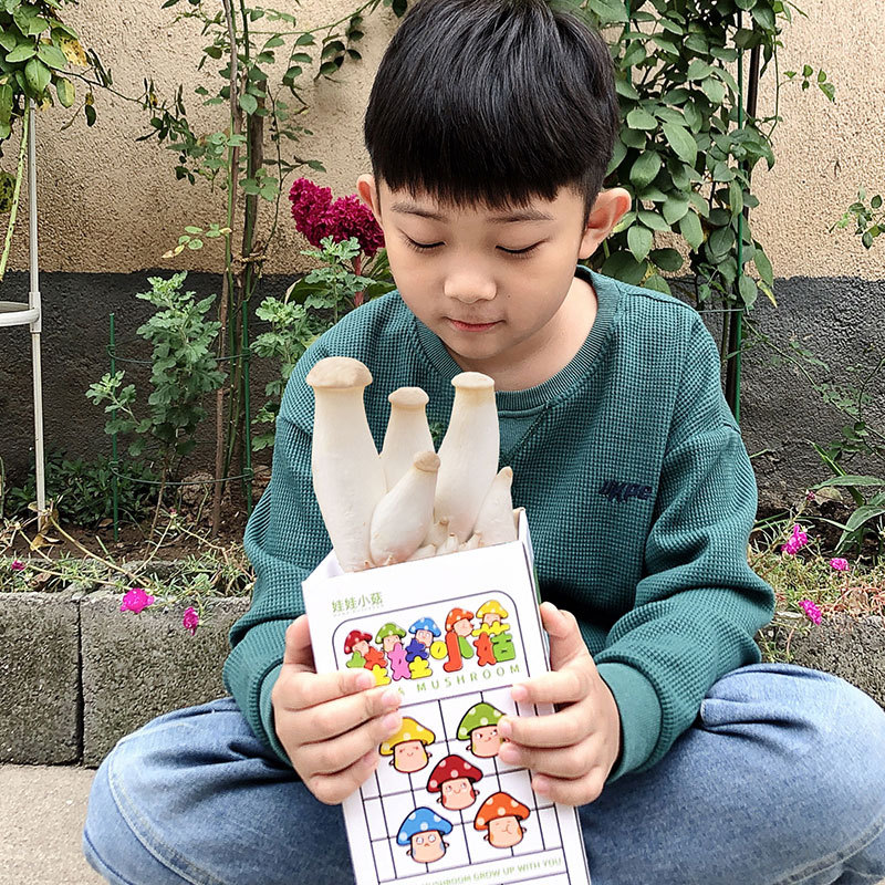 Pleurotus ostreatus mushroom bag strain edible bag mushroom planting mushroom bag balcony fun boxed diy children's gift