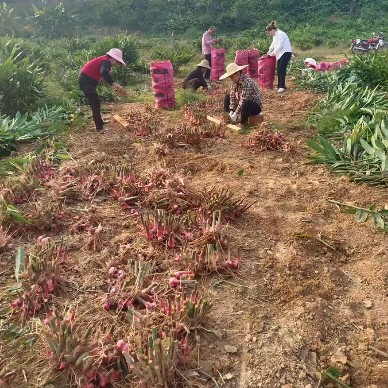 Authentic Southern Ginger, Selected Wild Ginger, Freshly Dug Niuyang Meat Hot Pot, Braised Flavor, Removes the Smell and Fishiness, and Enhances the Freshness of the Seasoning