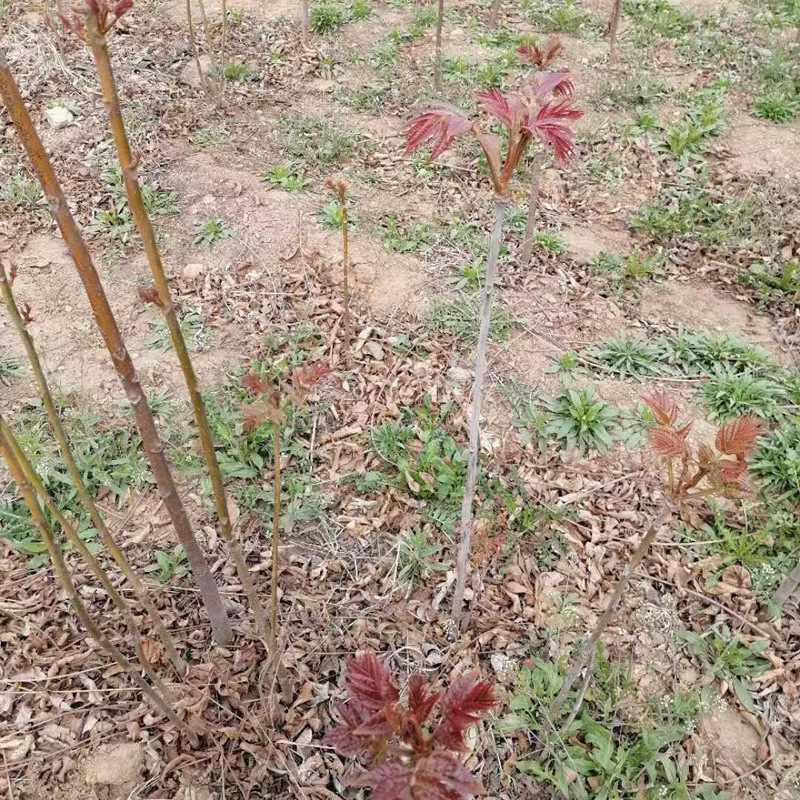 Base Wholesale Red Oil Fragrant Spring Tree Seedlings Northern and Southern Toon Saplings Potted Ground Planting Greenhouse Planting Toon Saplings