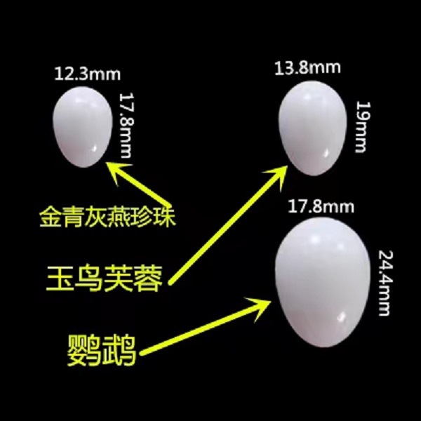 Искусственное яйцо для птиц замена яиц для попугаев