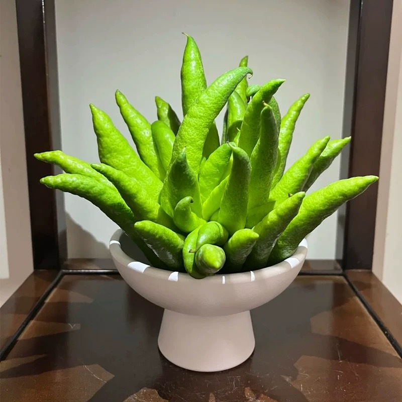 Yunnan Buddha's Hand for Blessings and Longevity, Yunnan Buddha's Hand Hydroponic Flower Arrangement for Ornamental Display, Natural Aromatherapy Freshly Harvested