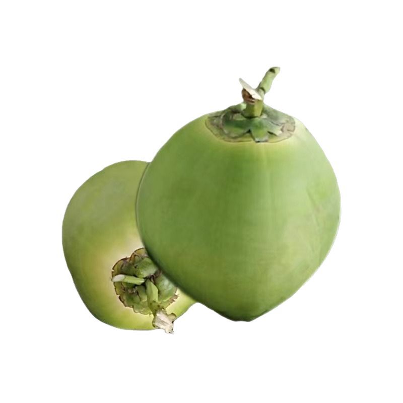 Coconut Green Hainan Coconut 1.5-2.5kg Freshly Picked Wenchang Factory Direct Delivery Starting from 300 Pieces No Free Shipping