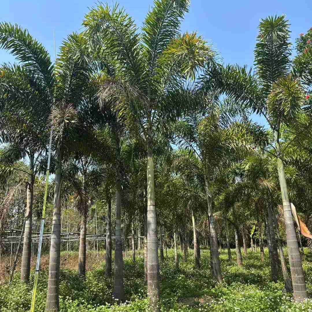 Yunnan Foxtail Coconut Tree Wholesale Jiangxi Foxtail Coconut Price Street Tree Hainan Coconut Tree Base
