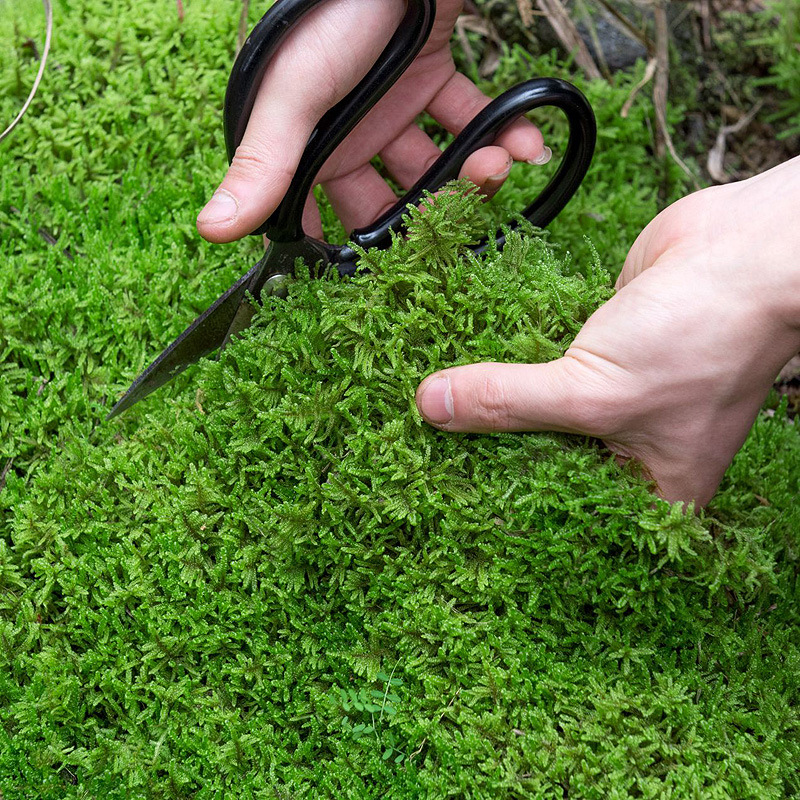 Whole Piece of Fresh Moss Micro Landscape Bonsai Paving Courtyard Decoration Moss Plant Rainforest Water and Land Tank Landscaping Material
