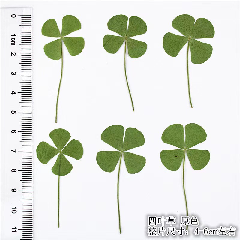 Cute Lucky Four-leaf Clover Natural Raw Grass Transparent Card New Bookmark Wishing Cure Fresh Simple Style Transparent Card