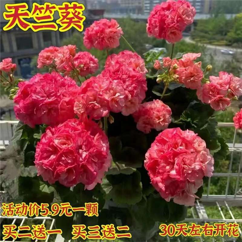 Double-Flowered Geranium Potted Flower Seedlings Bloom All Year Round in the Courtyard, Indoor and Outdoor Balconies, Easy-To-Grow Flower Pots