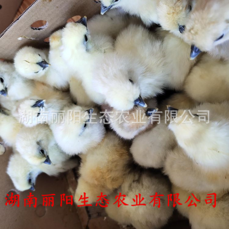 Chicken Seedlings Wholesale White Black-Bone Chicken Seedlings White Phoenix Black-Bone Chicken Bamboo Silk Chicken Taihe Black-Bone Chicken and Five Black-Bone Green Shell Egg Chicken Seedlings