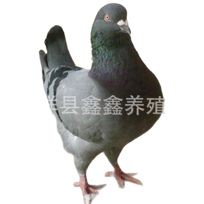 Shandong Farms Sell a Large Number of White-Feathered King Pigeons Aged 3-6 Months. How Much Does a Floor-Standing King Pigeon Cost?