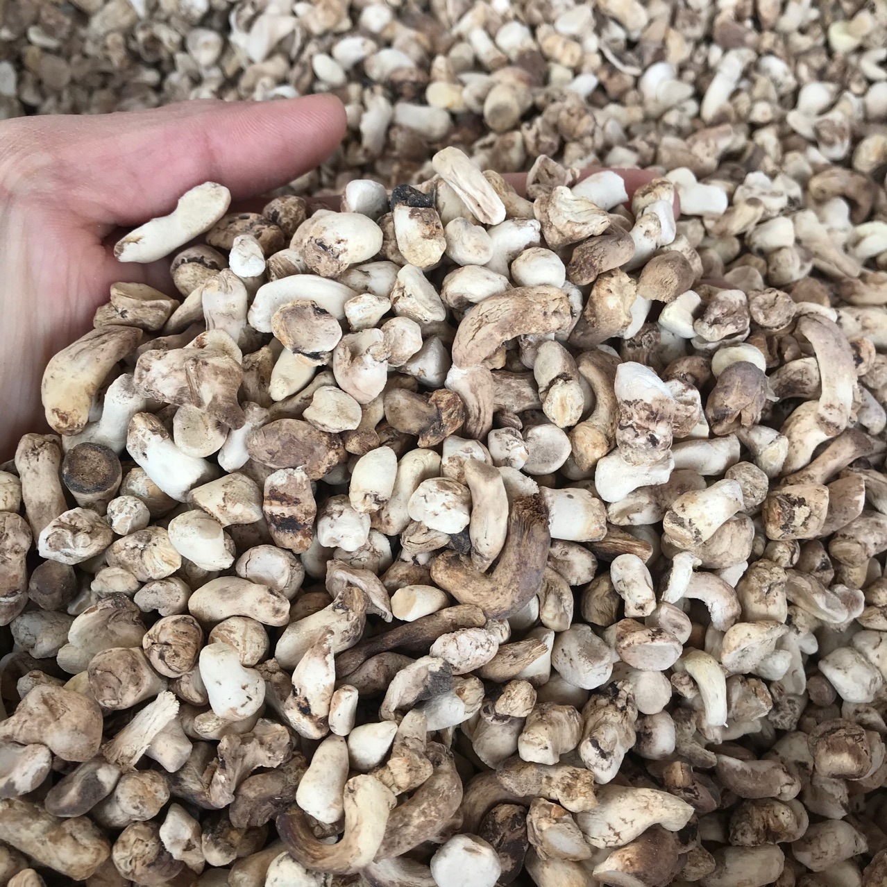 Xixia Mushroom Feet Polishing Single Cut Mushroom Leg Mushroom Stick Henan Origin Wholesale Every Year Supply 500g Clean