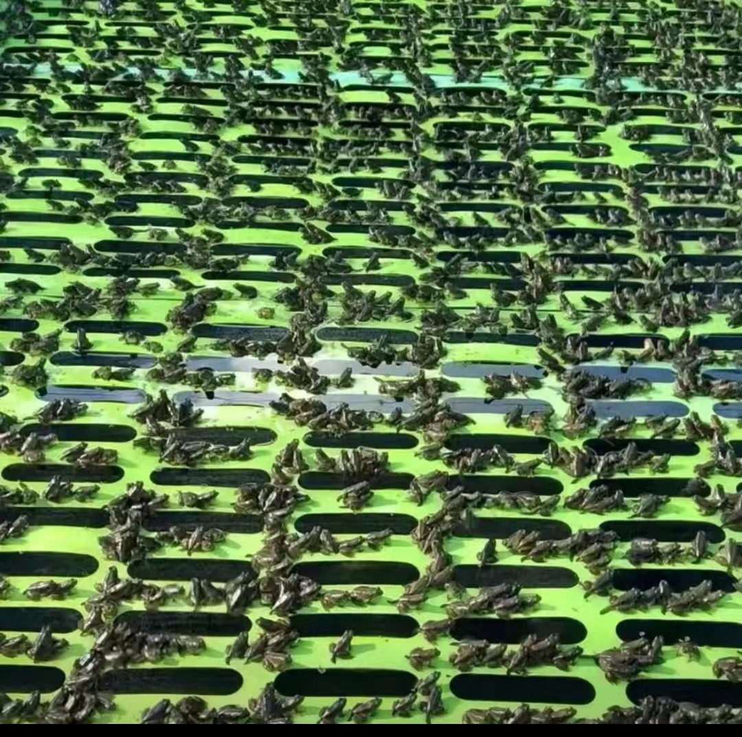 Фабрика разведения лягушачий поплавок бычий лягушонок Eva высокая жесткость пены на выбор