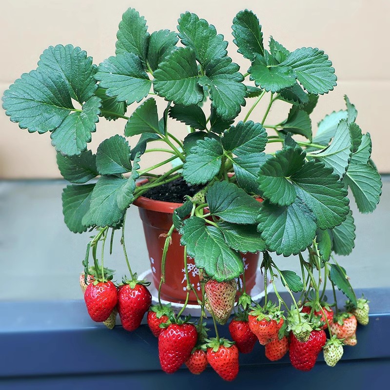 Strawberry Seedlings, Four-Season Cream Strawberries with Soil and Leaves, Potted Plants, Planted in the North and South, Balcony Edible, Year-End Results
