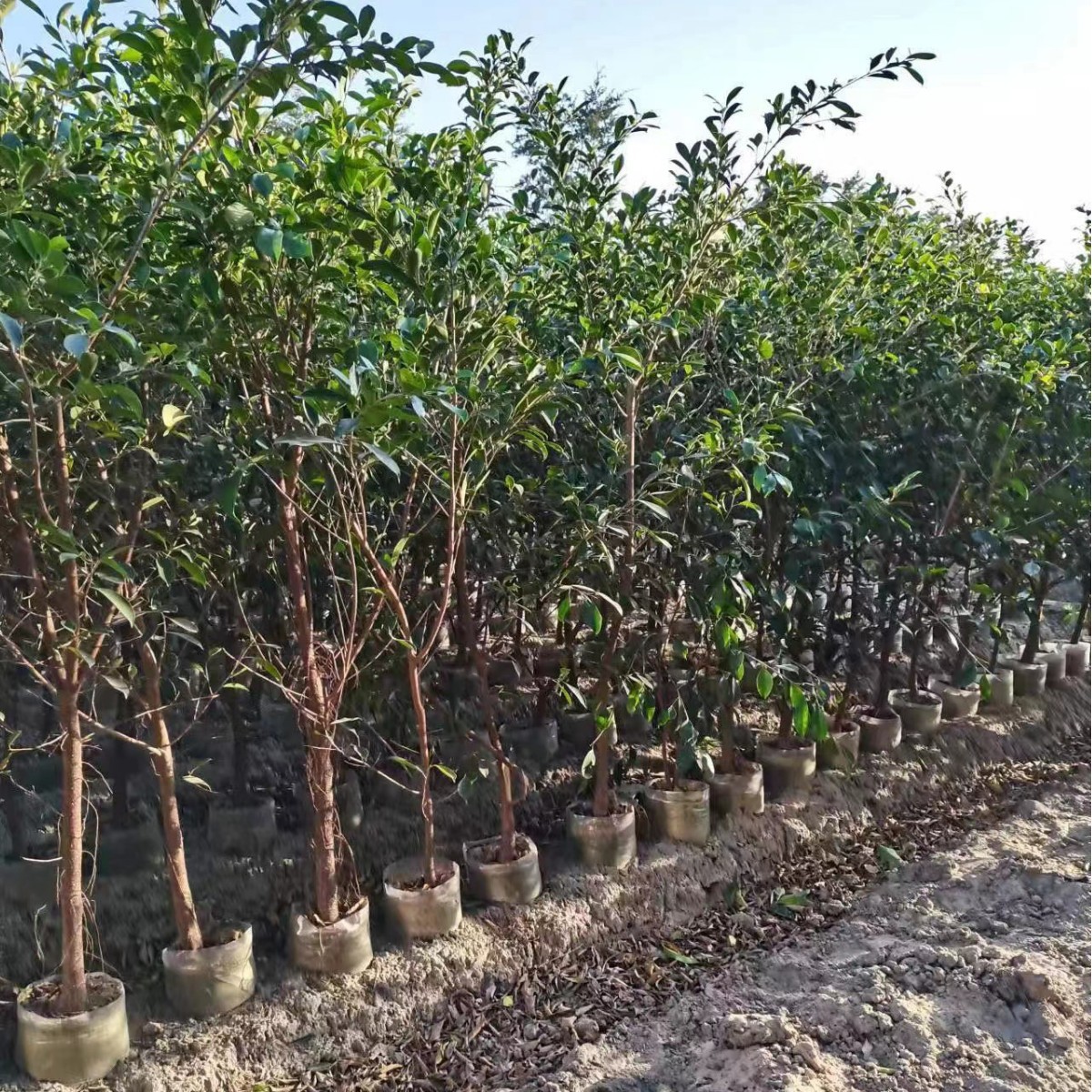 Фикус, мелколистный фикус, тонколистный фикус, прямая продажа из базы Чжанчжоу, зеленая живая изгородь, ландшафтный дизайн, питомник