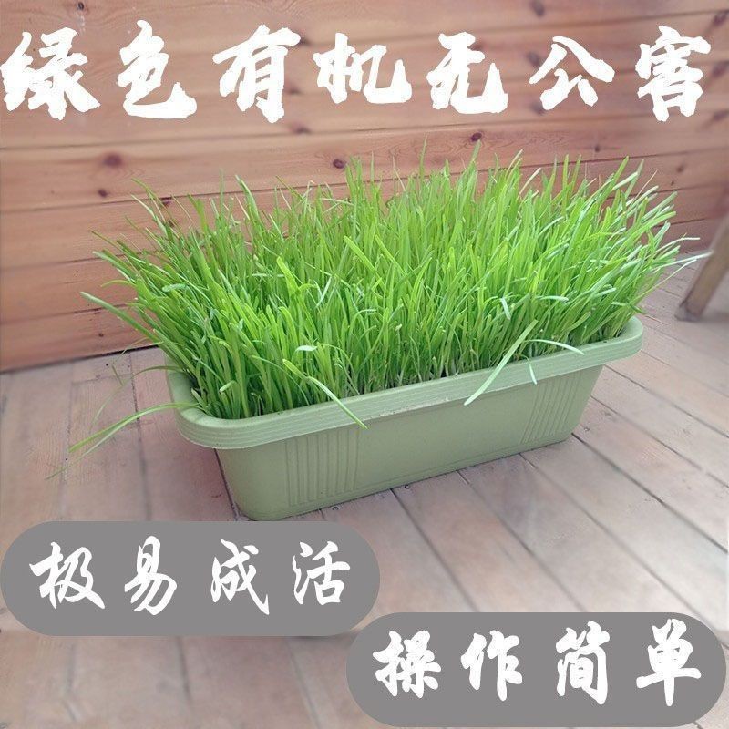 New leek root seedling purple root wide leaf red root four seasons fine leaf leek root wholesale potted balcony indoor vegetable seedling