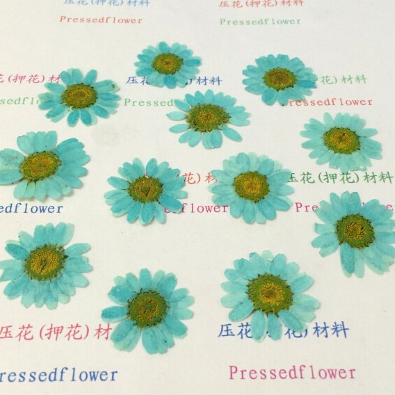 White Crystal Chrysanthemum Sunflower Daisy Large Wholesale Dried Flower Drops of Glue Dried Flower Factory Baffer Mobile Phone Shell Dried Flower