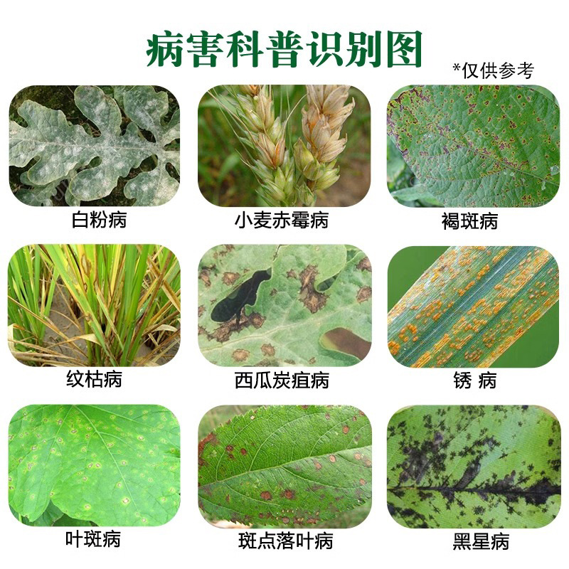 10% Fenpropidium Benzoate Powdery Mildew Rust Black Spot Melon Fruit Tree Vegetable Flower Pesticide Fungicide