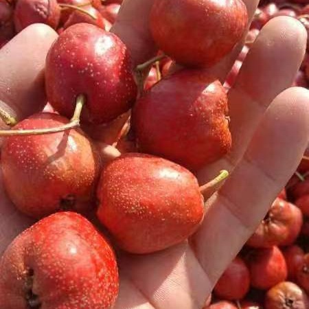 Big Five-Lobed Hawthorn, Large Fruit. 30 to 40 Pieces, Wholesale from the Place of Origin. 2025 New Arrivals.