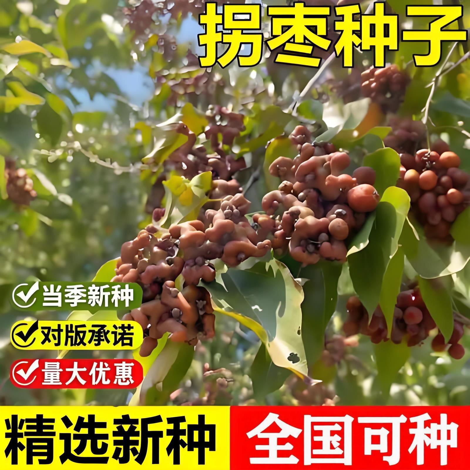 Свежесобранные семена жужуба, семена зичи, плод куриного когтя, золотой фрукт, груша, дерево куриного когтя, высокое дерево