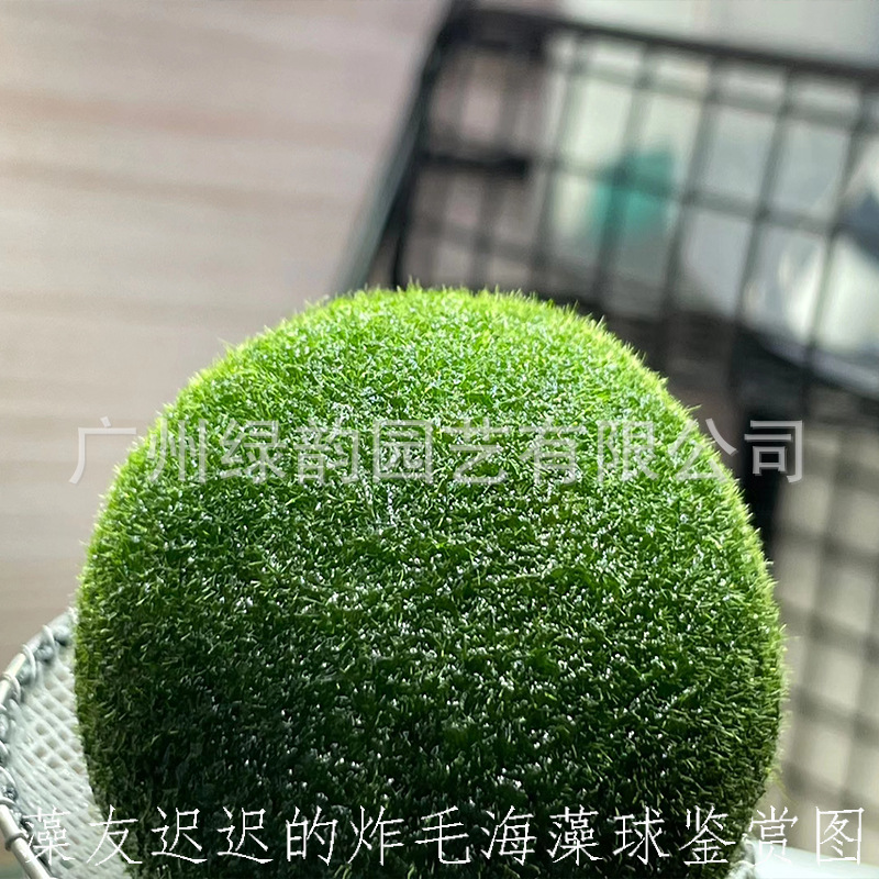 marimo happy seaweed ball ornamental live real aquatic plants wholesale micro landscape eco bottle aquarium non-green algae ball