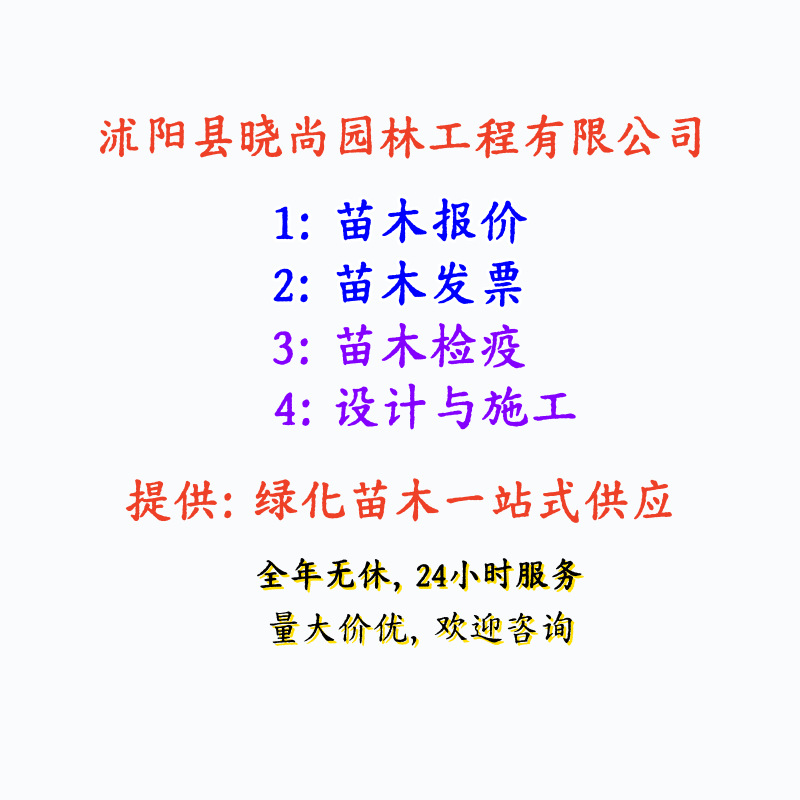 Green Bamboo Seedlings, Jujube Orchard Bamboo, Light Green Gold Inlaid Jade, Bitter Dragon Scale Gold Inlaid Jade Bamboo Seedlings, Gold and Jasper Bamboo Plant Saplings