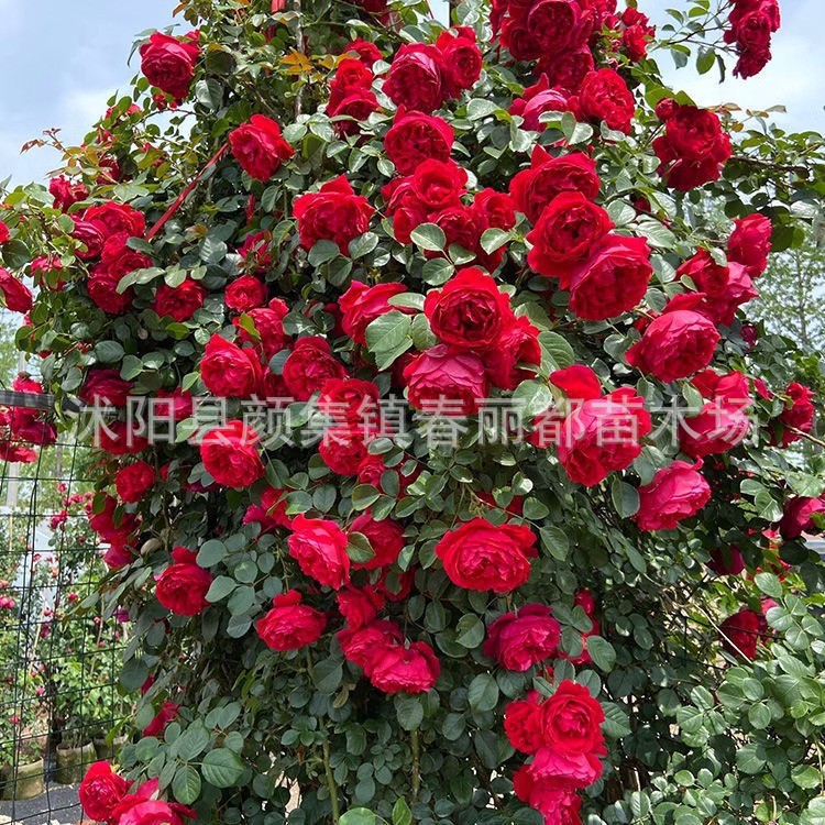 Wholesale Climbing Plant Flower Potted Balcony Four-Season Flowering Rose Seedlings Vine Rose Seedlings Blooming Flowers