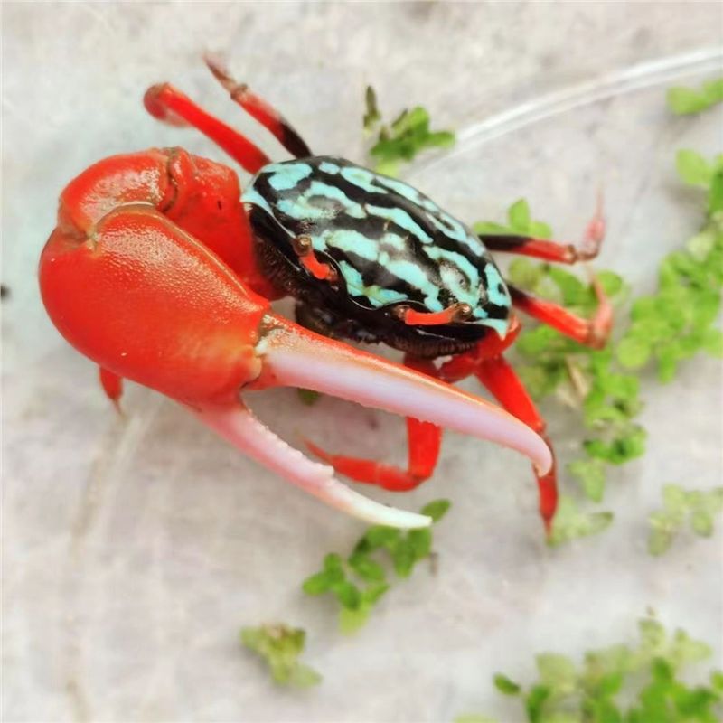 Watermelon Crab Couple Crab Hermit Crab Desktop Ornamental Crab Live Pet Crab Colorful Small Crab Wild Internet Celebrity Cute Pet