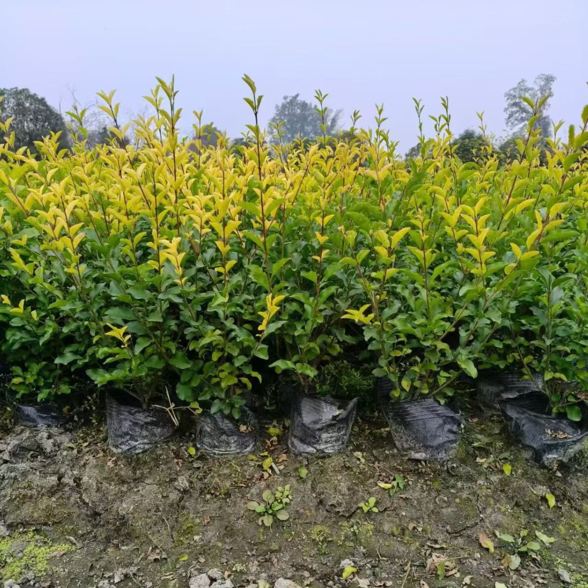 Golden Holly Cup Seedlings, Ground Seedlings, Golden Holly Green Hedge, Evergreen Landscaping Project, Municipal Seedlings, Height 20-40cm
