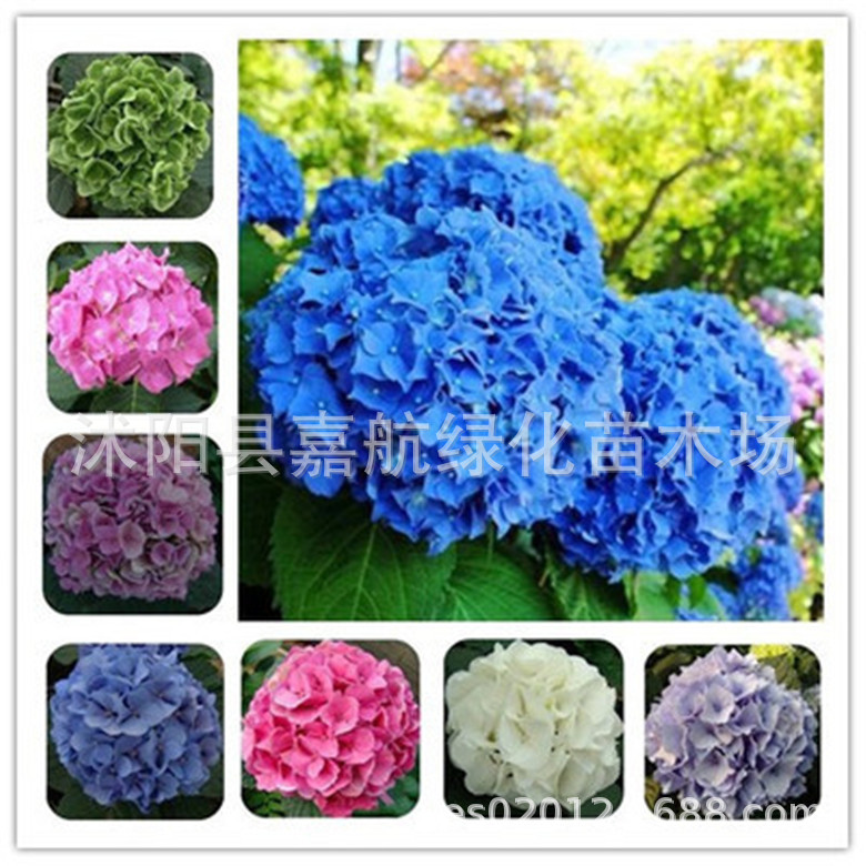 Семена гортензии семена гортензии посев и цветение в любое время года легкие в уходе комнатные растения для двора семена гортензии бесконечное лето