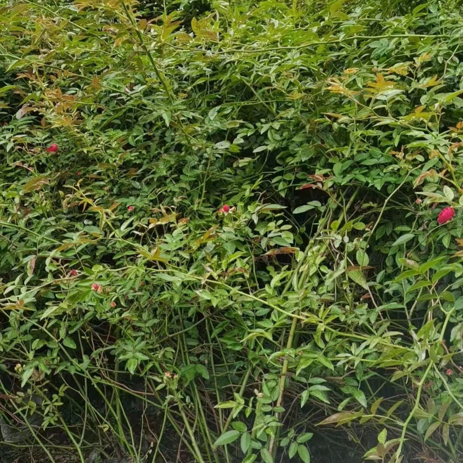 Rose Seedlings Wholesale Courtyard Landscape Multi-Flower Rose Cup Seedlings Height 20-200cm Large Quantity and Favorable Price