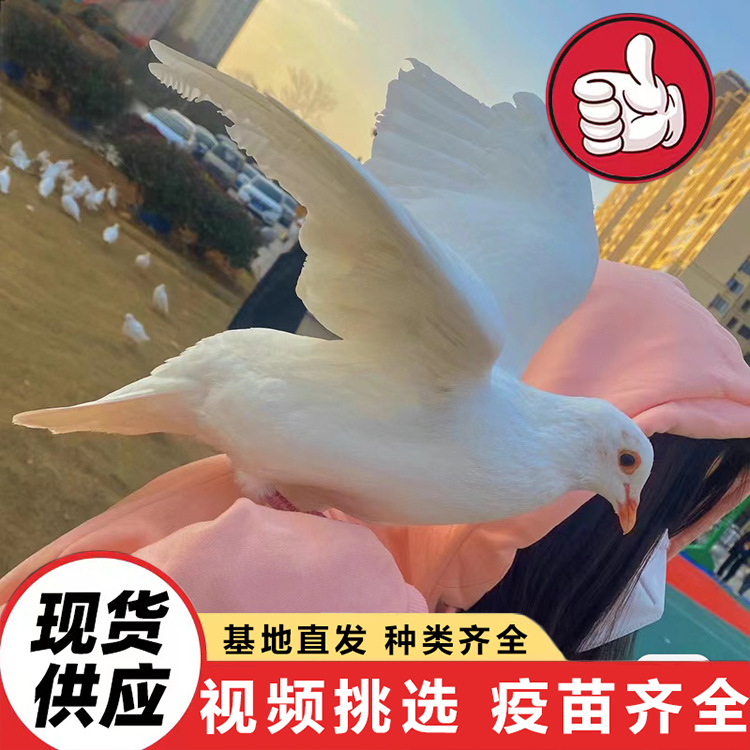 Сколько стоит взрослый белохвостый королевский голубь? Продажа и аренда различных проектов по кормлению голубей в живописных местах