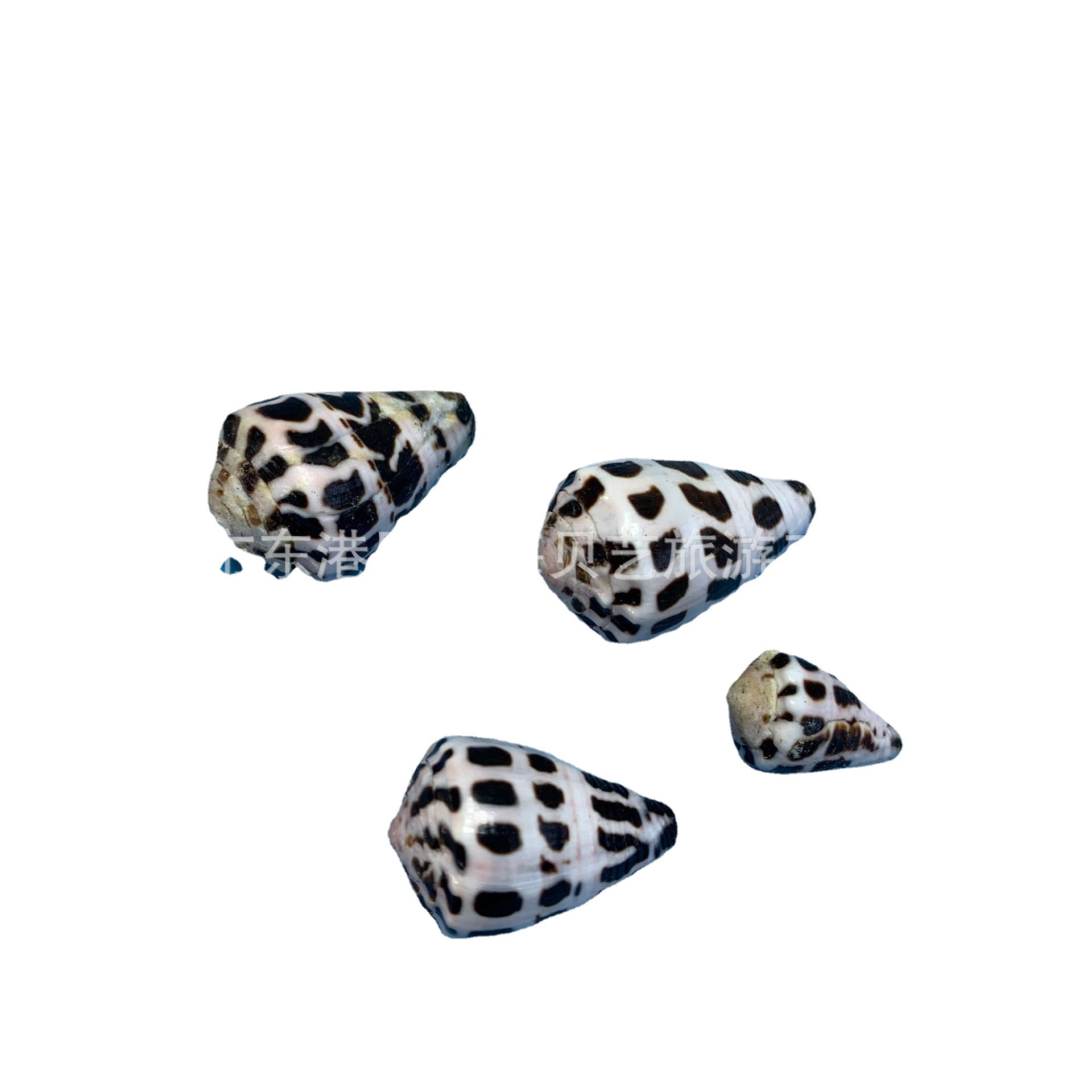 Black Spot Taro Snail Natural Conch Shell Small Taro Snail Fish Tank Aquarium Landscaping Decorative Floor Decorative Photography Crafts