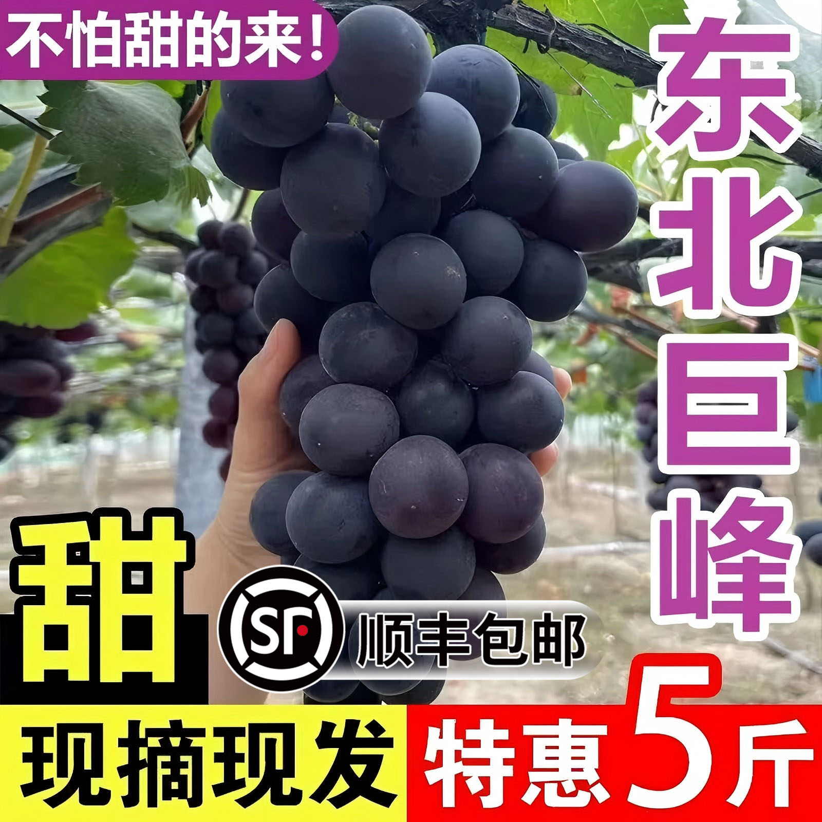 [Sf Express доставляет к вашей двери] Северо-восточный гигантский пик виноград, свежие сезонные фрукты, свежесобранные и отправленные целыми гроздьями, виноград Ляофэн