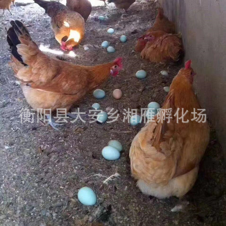 Mayu High-Yielding Green-Shell Laying Hen Seedlings Mixed Seedlings Male and Female Wholesale Green-Shell Laying Hen Female Seedlings Multi-Yielding Laying Hen Seedlings Live