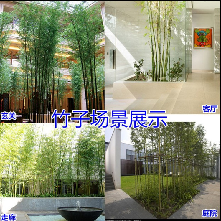 Bamboo Seedlings Courtyard Northern Cold-Resistant Bamboo Plants All Year Round Evergreen Greening Golden Bamboo Green Bamboo Seedlings Purple Bamboo Seedlings Potted Plants