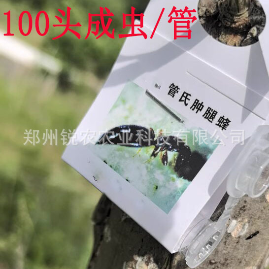 Бесплатная доставка, взрослый жук с опухшей ногой, 100 голов/трубка, бренд Ruinong