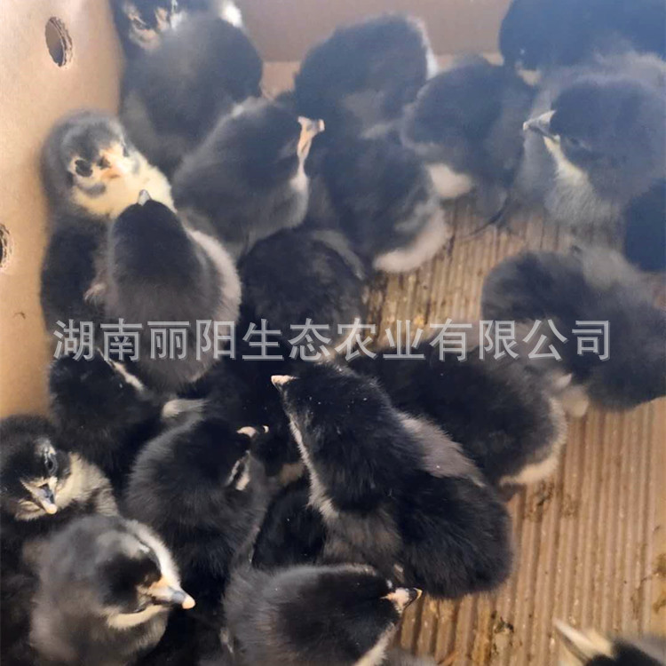 For Sale, Live Fast-Growing Black Chicken Chicks, Direct Sale from the Hatchery, Easy to Live and Easy to Raise, Free Technical Guidance on Breeding