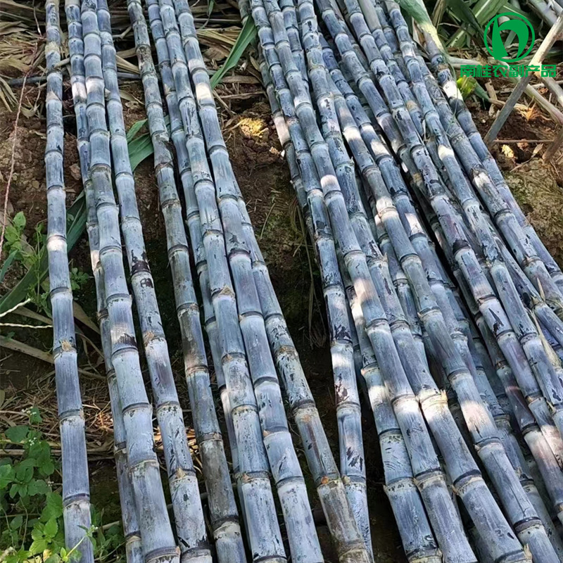 Свежий чернокожий тростник, оптовая продажа