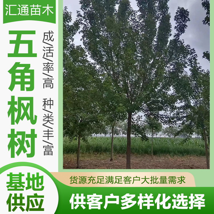 Wujiaomaple Project Greening Seedlings Landscape Trees Cluster Wujiaomaple Green Department Landscaping Project Arbor Spot
