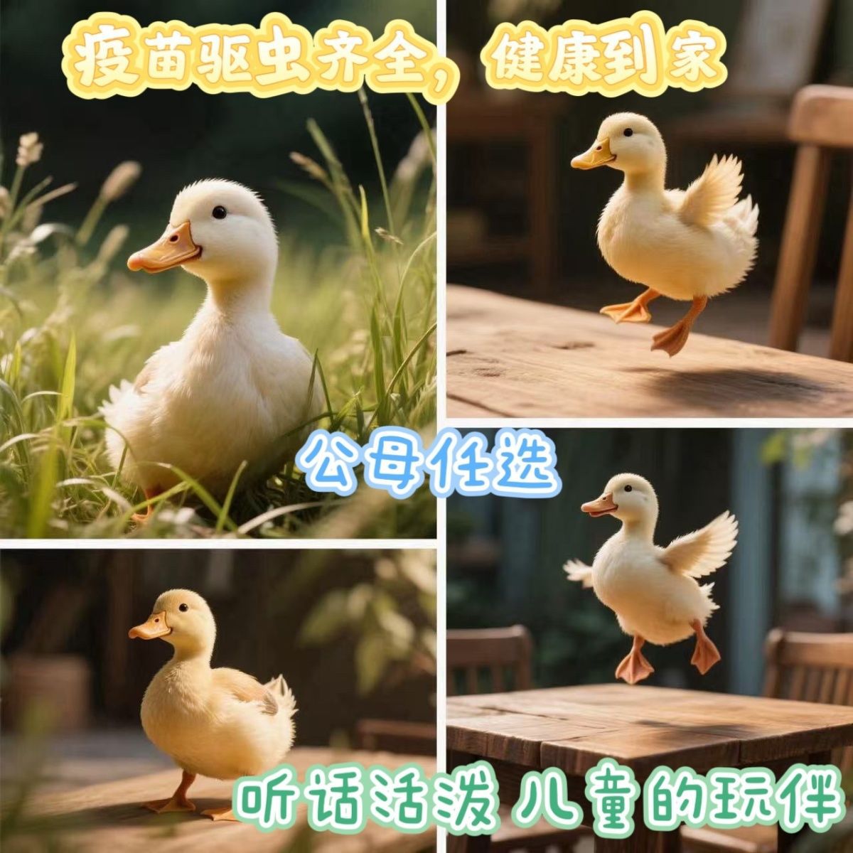 Cole Duck Pet Duck Cute Authentic Cole Live Cuddly Obedient Duck Internet Celebrity Baby Follows People Duck