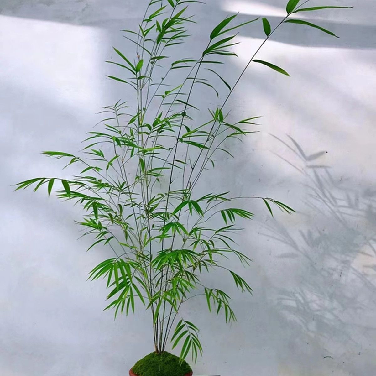 Taiwanese Interior Door Boutique Bamboo Bonsai Indoor Study Elegant Potted Tea Table Easy to Maintain Zen Green Plants