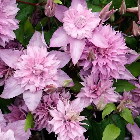 1 Gallon Diamond Ball New Clematis Blue Double Petal Potted Climbing Plant for Balcony and Garden