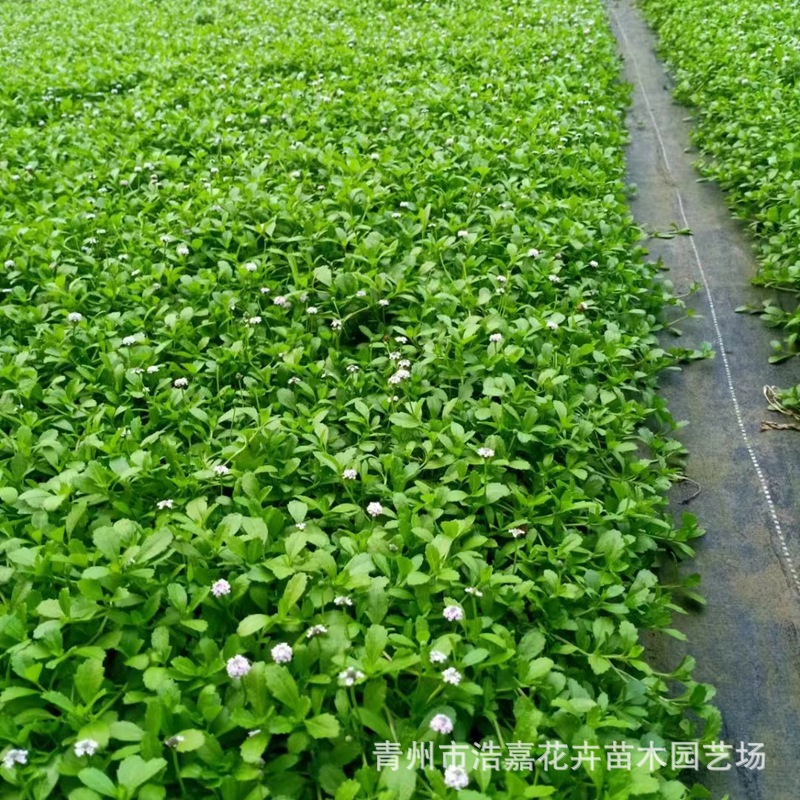 Jiyan Weeping Grass Pink Flower Ground Cover Plant Trampling Resistant Plant Flowers and Green Plants Wuyi Straight Supply Jiyan Weeping Grass