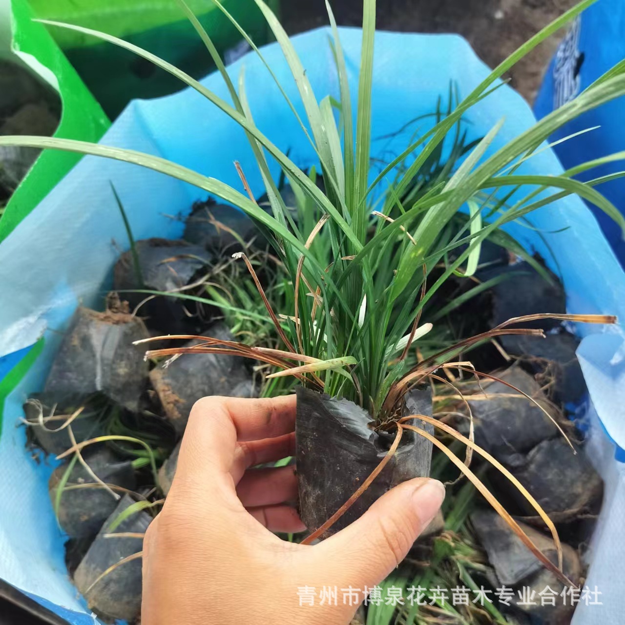 Phnom Penh Ophiopogon Japonicus Seedlings, Broad-Leaf Ophiopogon Japonicus, Evergreen Flower Border Flowers, Courtyard Gardens, Shade-Tolerant and Cold-Resistant Green Plants