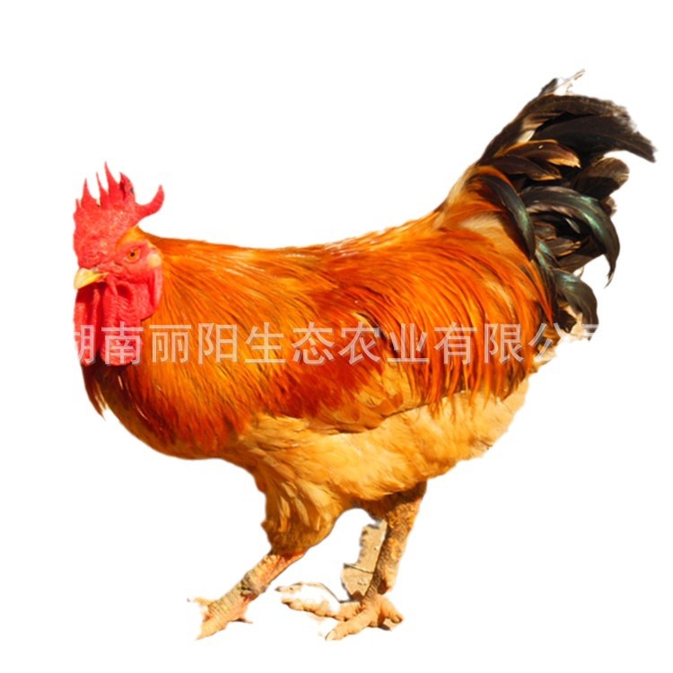 Factory Wholesale Fast-Growing Yellow Chicken Seedlings Live Three-Day-Old Yellow Chickens with Fast Growth and Are Suitable for Free-Range Broiler Chickens in Rural Areas and Mountains