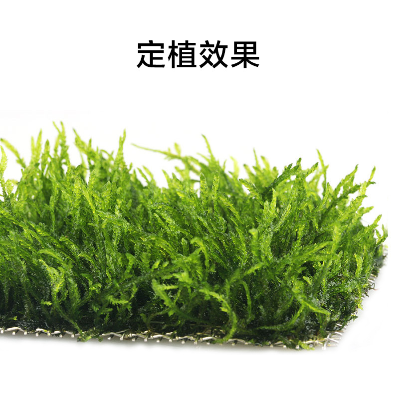 Moss Planting Mesh 304 Stainless Steel Moss Water Plant Tank Tied with Water Plant Planting Fixed Mesh