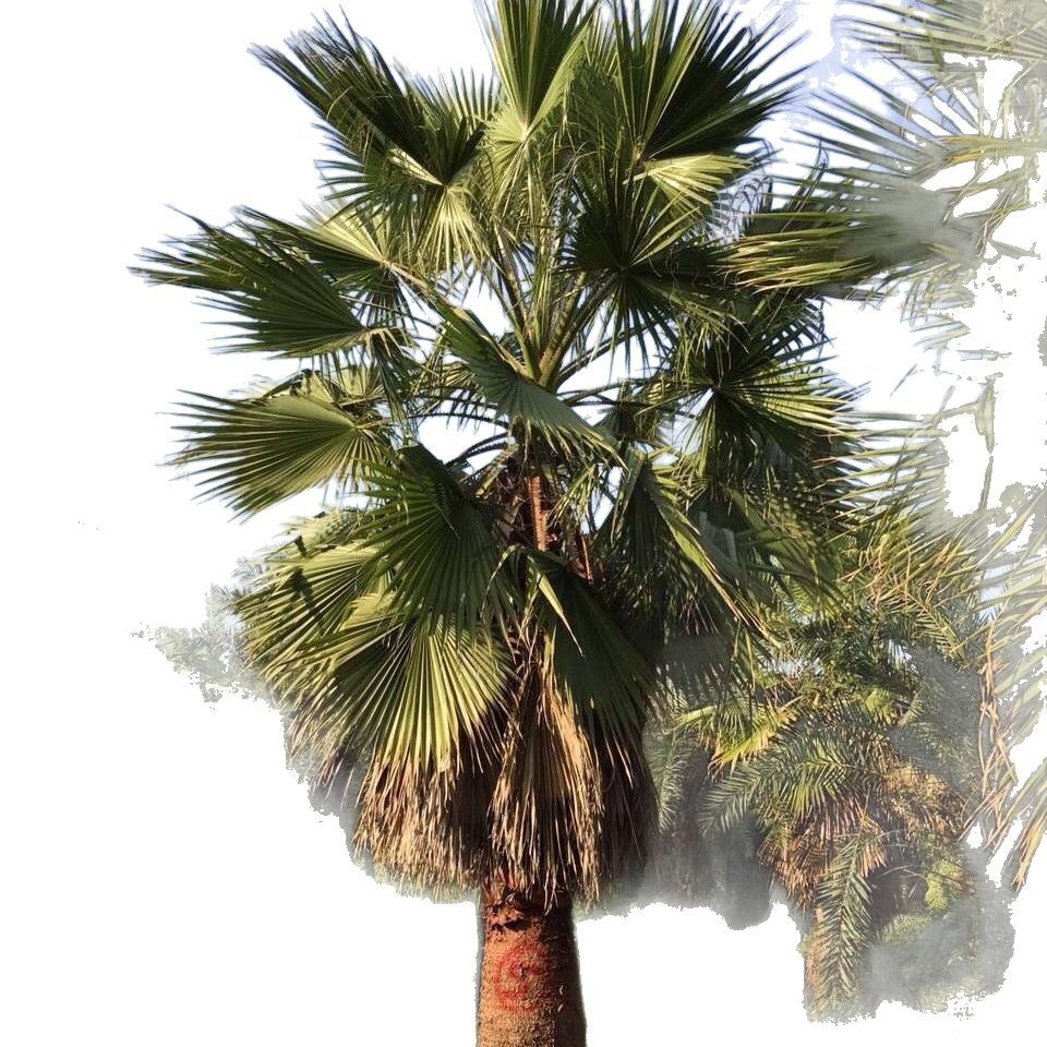 Yunnan Old Man Palm Wholesale Zhejiang Huazhou Palm Price Jiangsu Washington Palm Pictures Jiangxi Old Man Palm Quotes