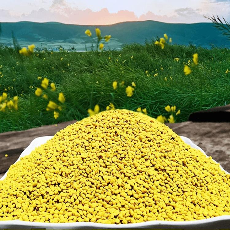 2024 Qinghai Rapeseed Powder, Bee Pollen, Farm-Produced Unbroken, Direct from the Place of Origin 500g