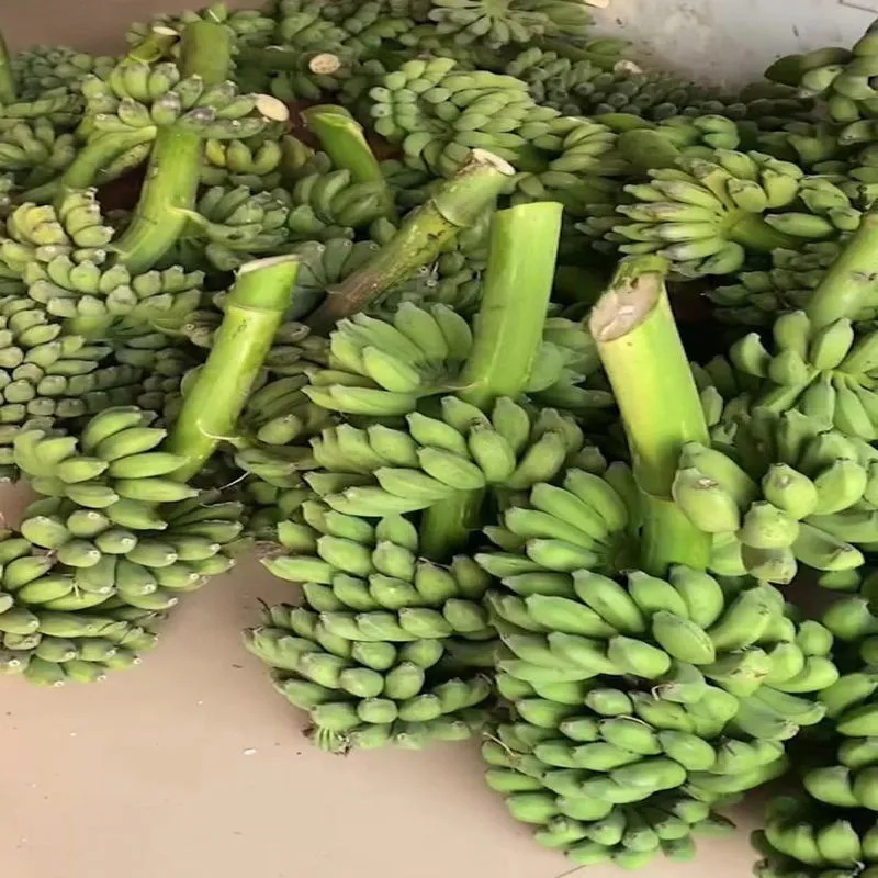 Whole Bunch of Bananas with Handles, No Flowers, Seasonal Fresh Fruit Bananas, Whole Box of Millet Bananas, Whole Plant, One Piece Dropshipping
