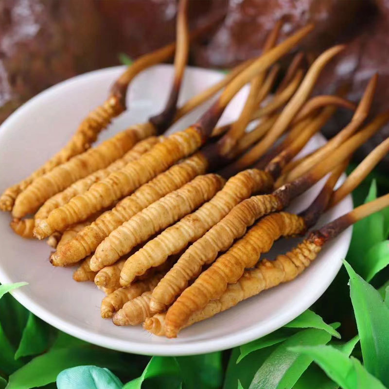 Xizang Girl Fresh Cordyceps Xizang Origin Cordyceps Head Stage Fresh Cordyceps Gift Box Fresh Grass Gift 2025