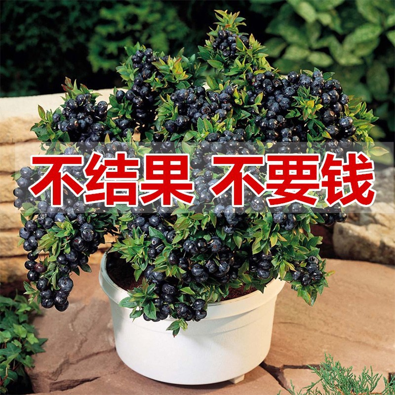 Blueberry Mist Blueberry Seedlings Potted Blueberry Fruit Saplings Large Fruit Cold-Resistant Southern and Northern Planting Grafted Rabbit Eye Blueberries